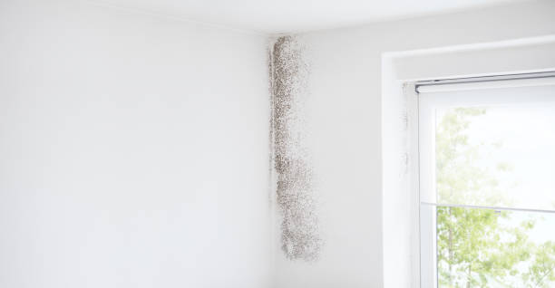 Reliable Concord, MI Mold Removal Solutions